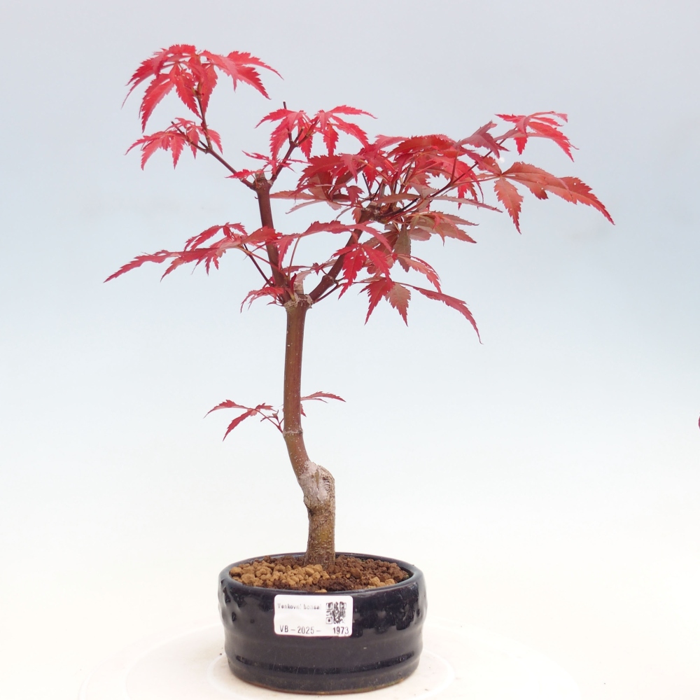 Outdoor bonsai - Acer palm. Atropurpureum-Palmleaf Maple