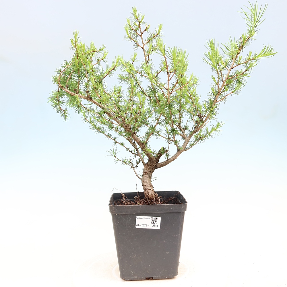 Outdoor bonsai -Larix decidua - Larch
