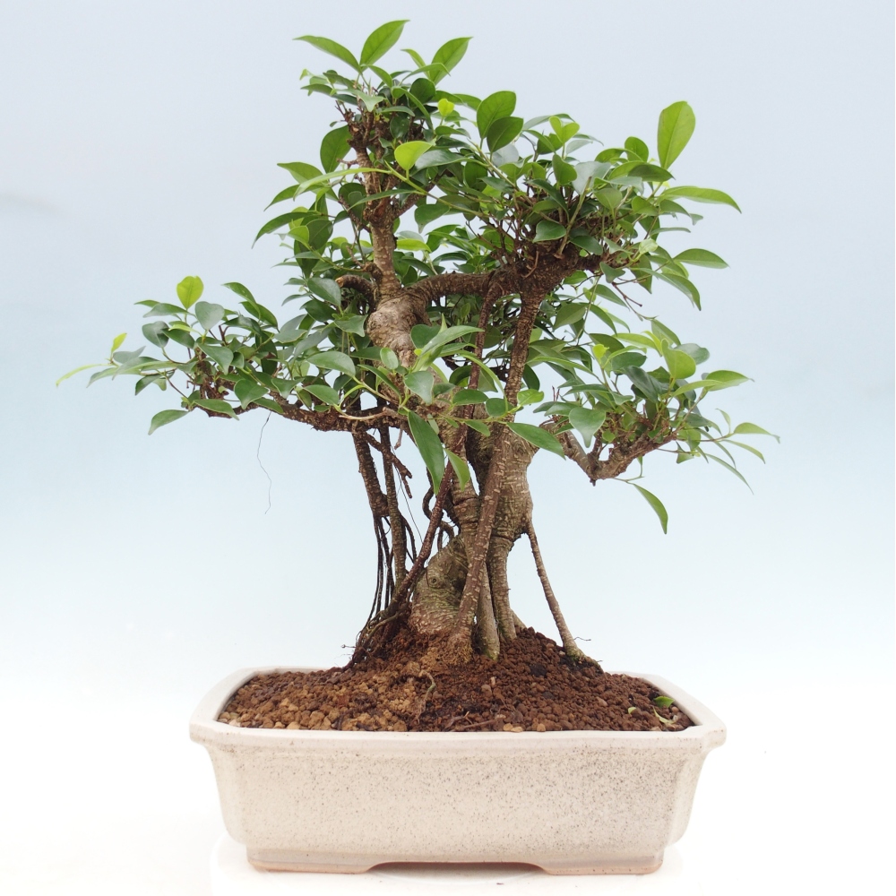Room bonsai - Ficus retusa - small-leaved ficus