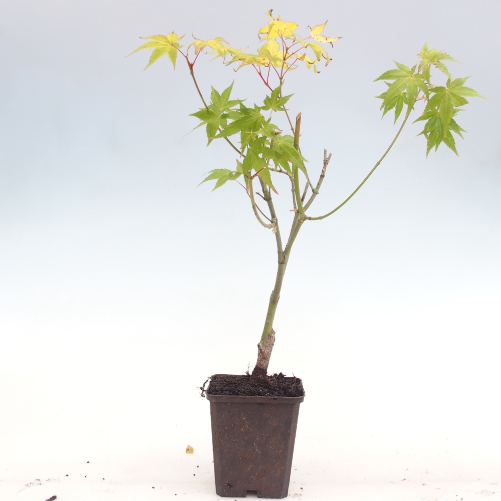 Outdoor bonsai -Javor golden palm - Acer palmatum Aureum in container