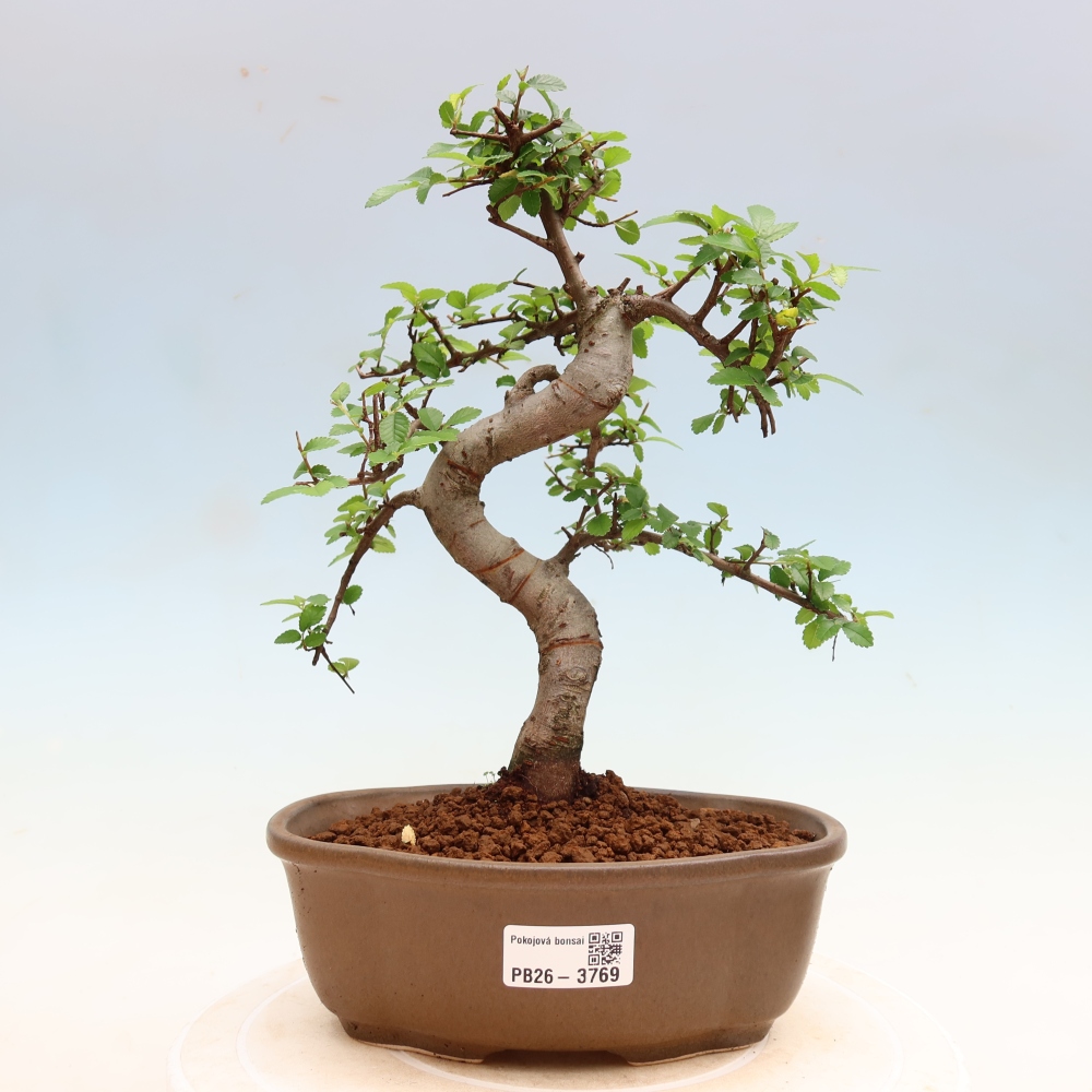 Room bonsai - Ulmus parvifolia - Small-leaved elm