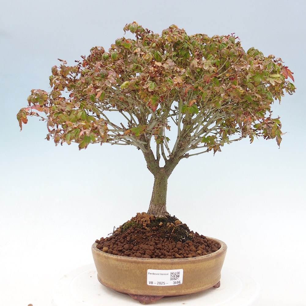 Acer palmatum KIOHIME - Palmetto maple