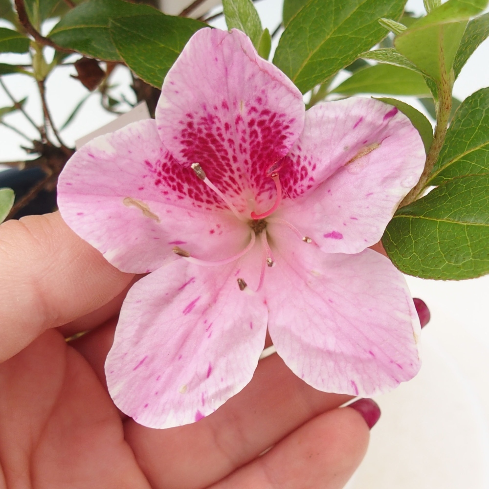 Outdoor bonsai - Japanese azalea - Azalea Kaminojamakirin