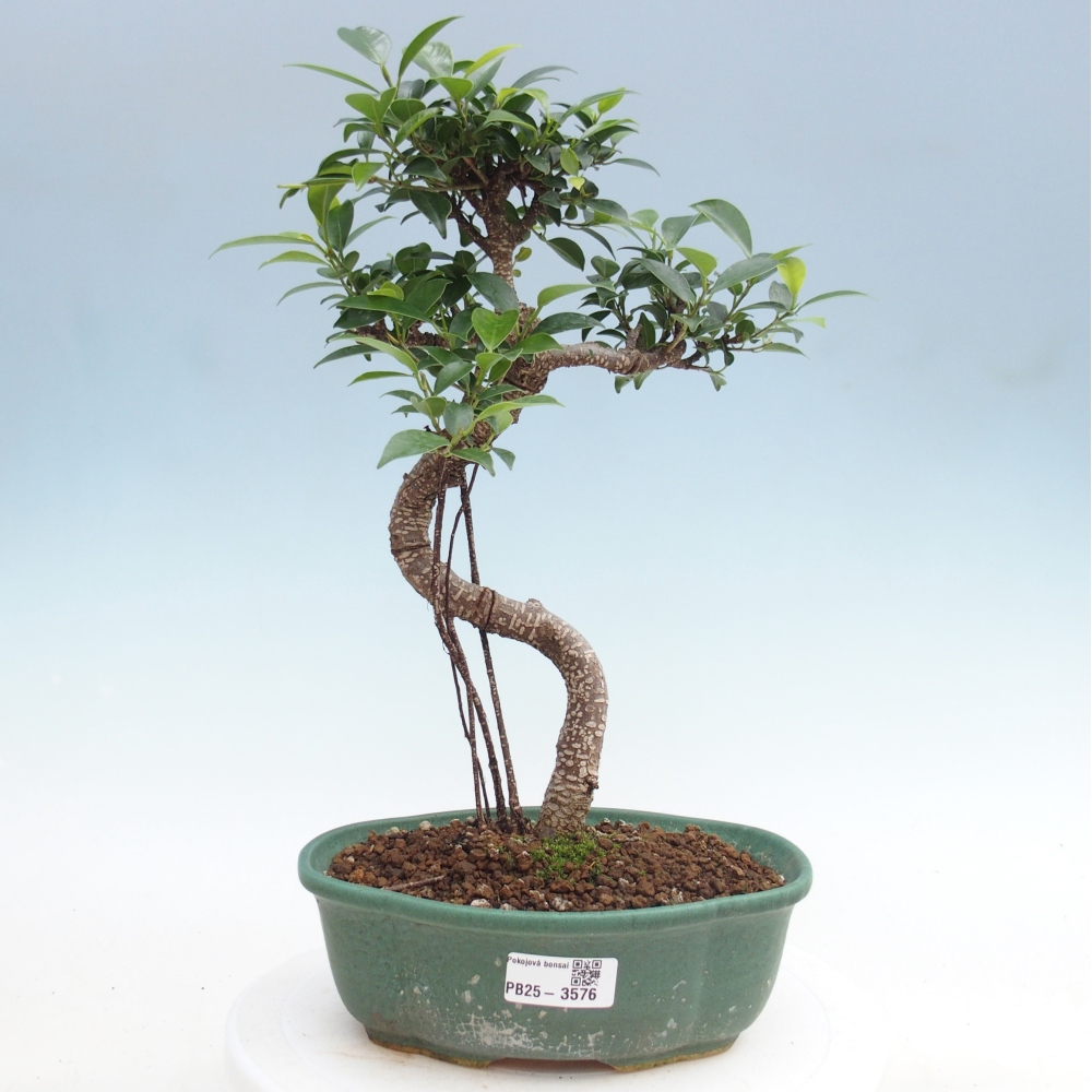 Room bonsai - Ficus retusa - small-leaved ficus