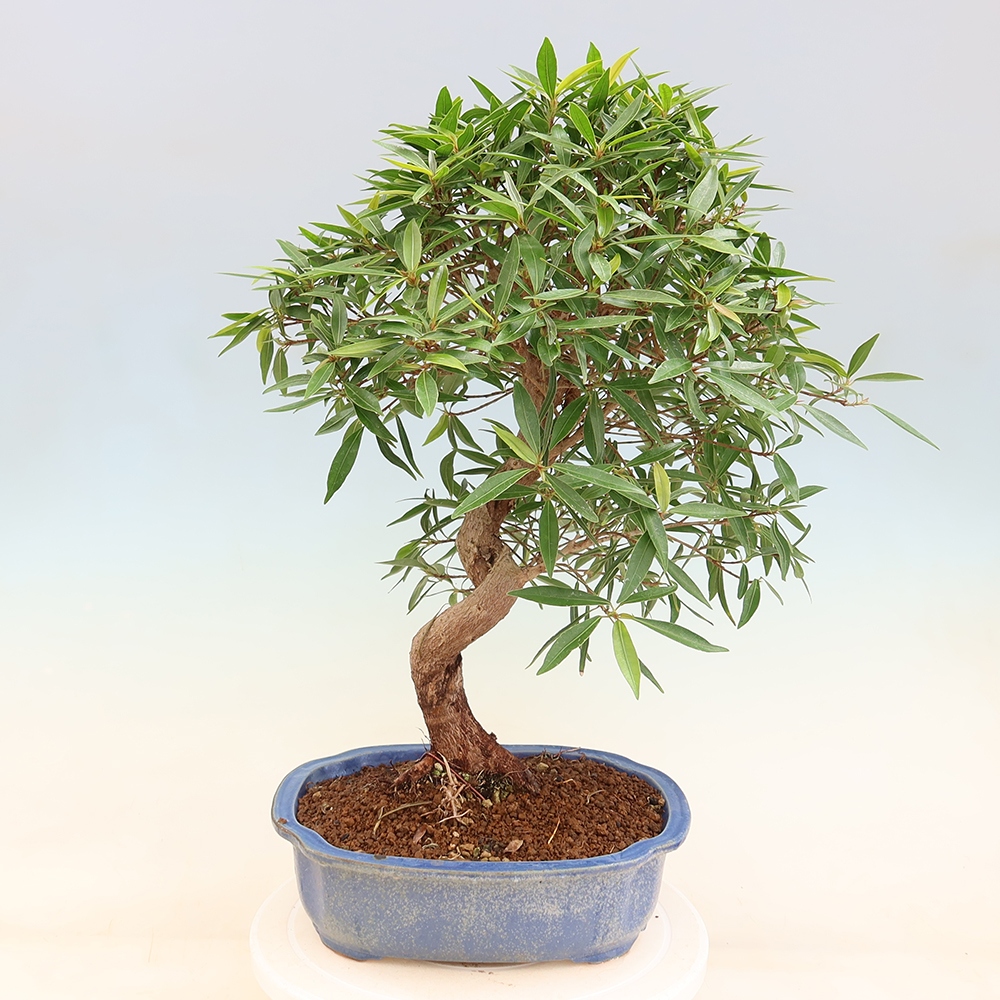 Room bonsai - Ficus nerifolia - small-leaved ficus