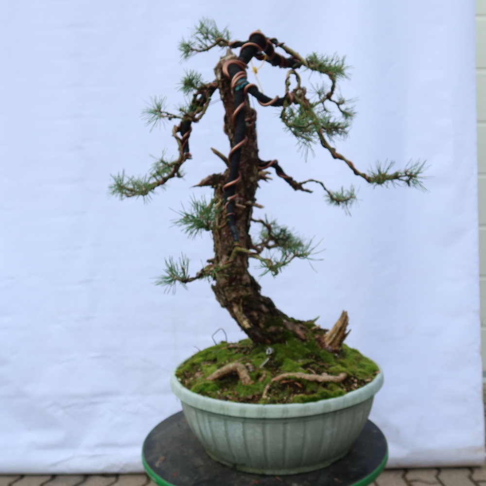 Pinus sylvestris Spain - Scots pine