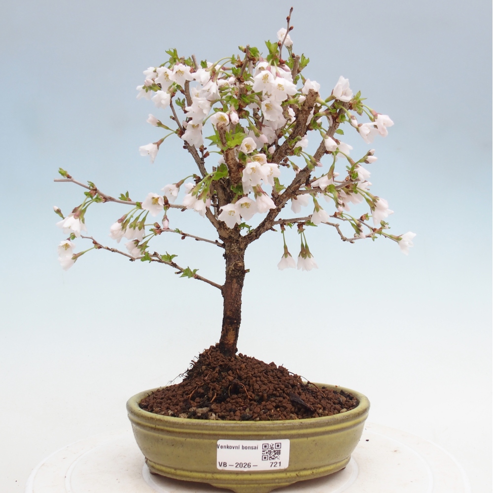 Outdoor bonsai - Prunus incisa Kojou-no mai-Plivon cut out