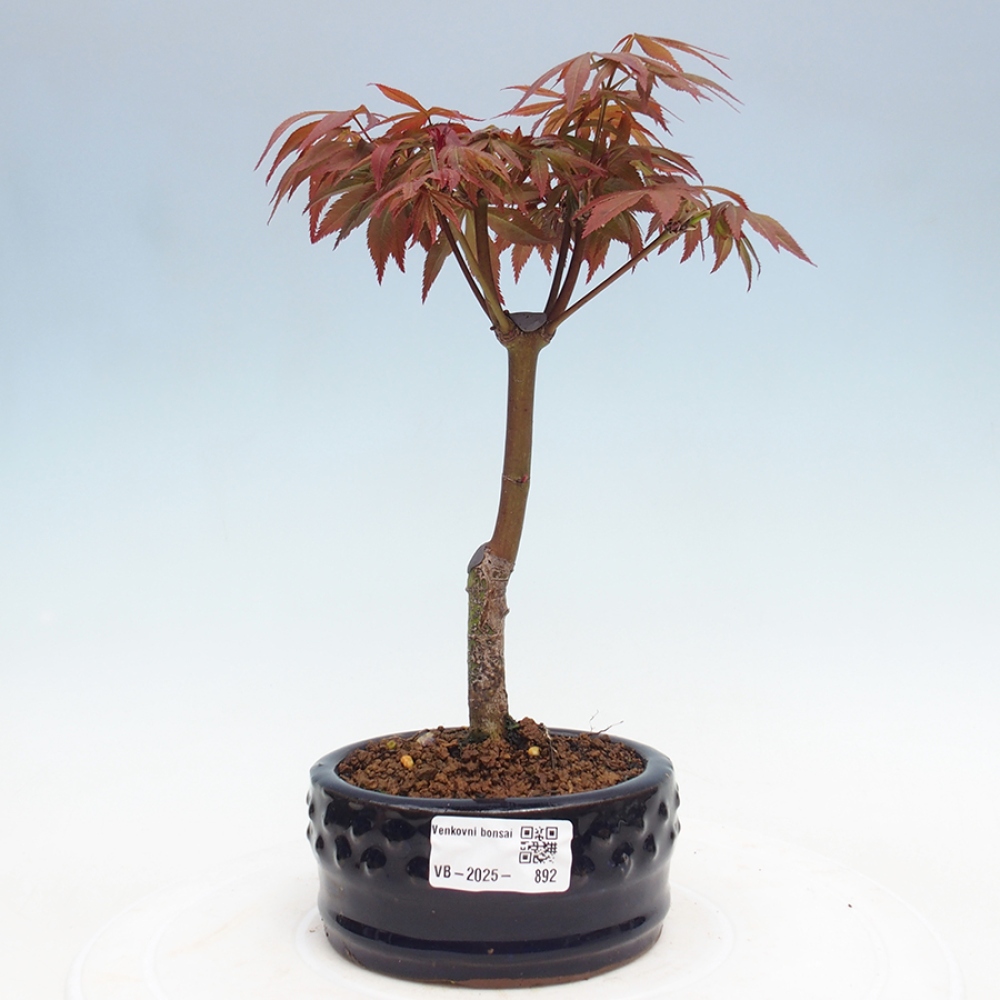Outdoor bonsai - Acer palm. Atropurpureum-Palmleaf Maple