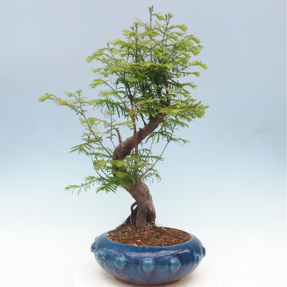 Outdoor bonsai - Metasequoia glyptostroboides - Chinese Metasequoia