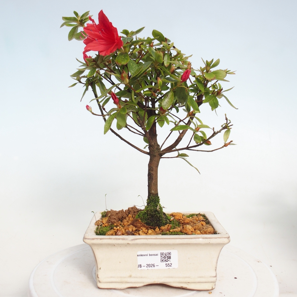 Outdoor bonsai - Japanese azalea - Azalea sp.