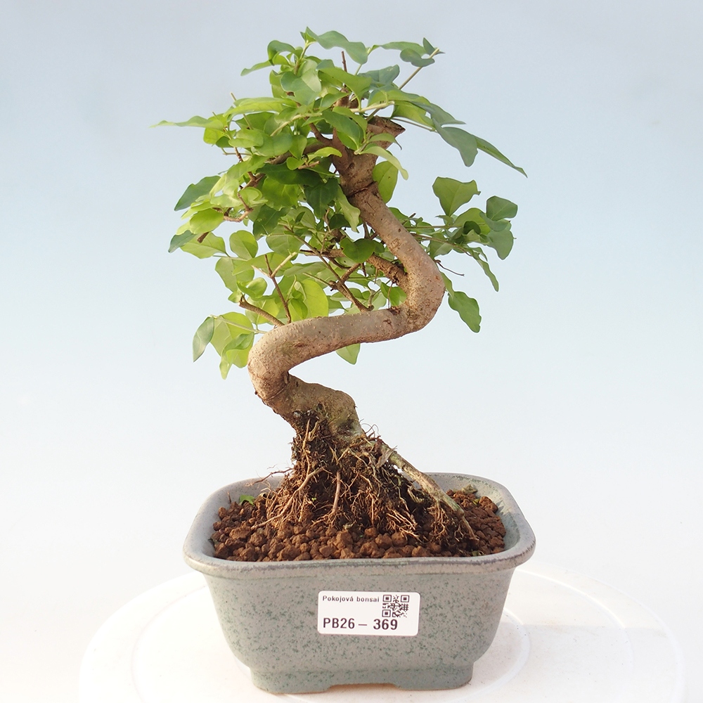 Room bonsai -Ligustrum chinensis - Birds Beak