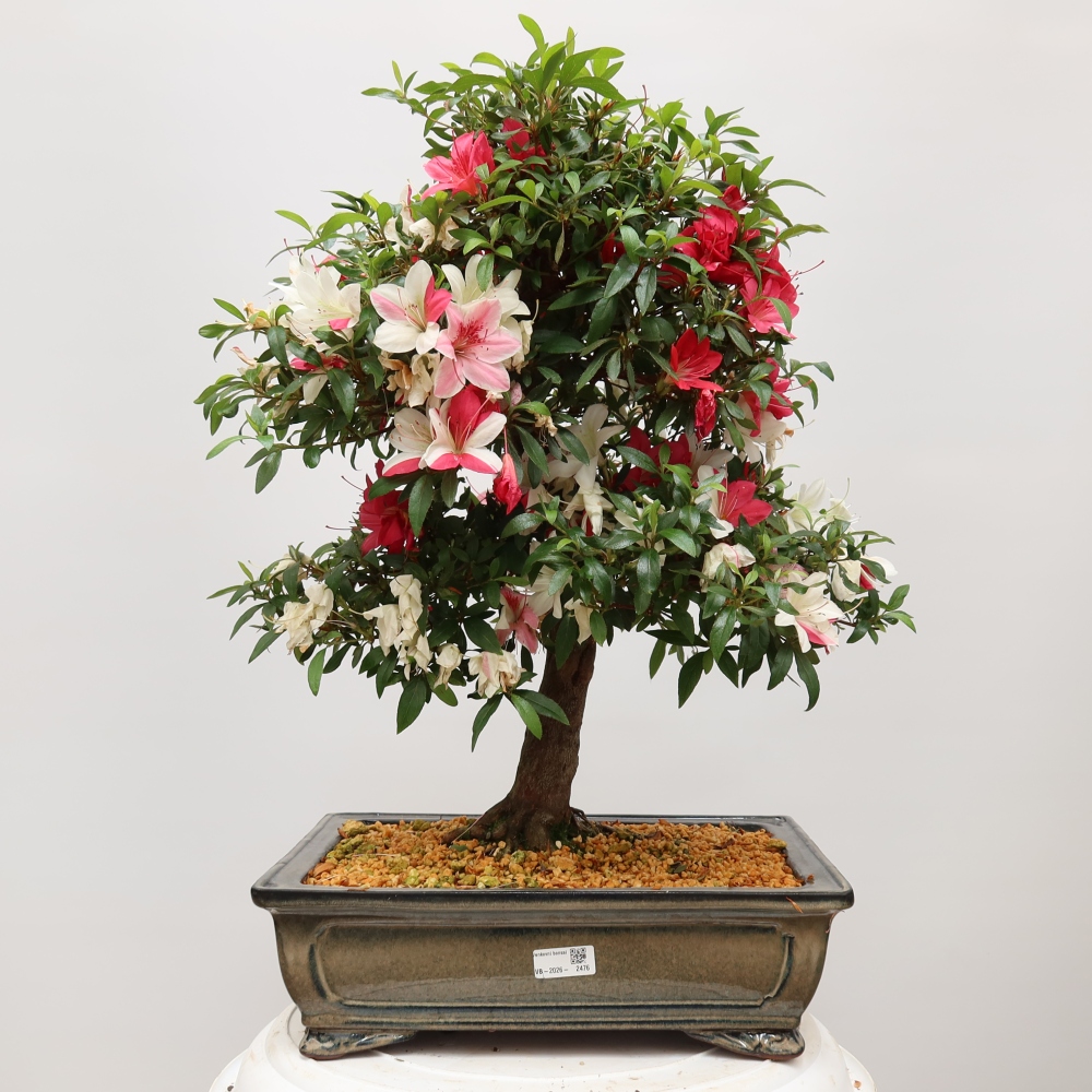 Outdoor bonsai - Japanese azalea - Azalea satsuki