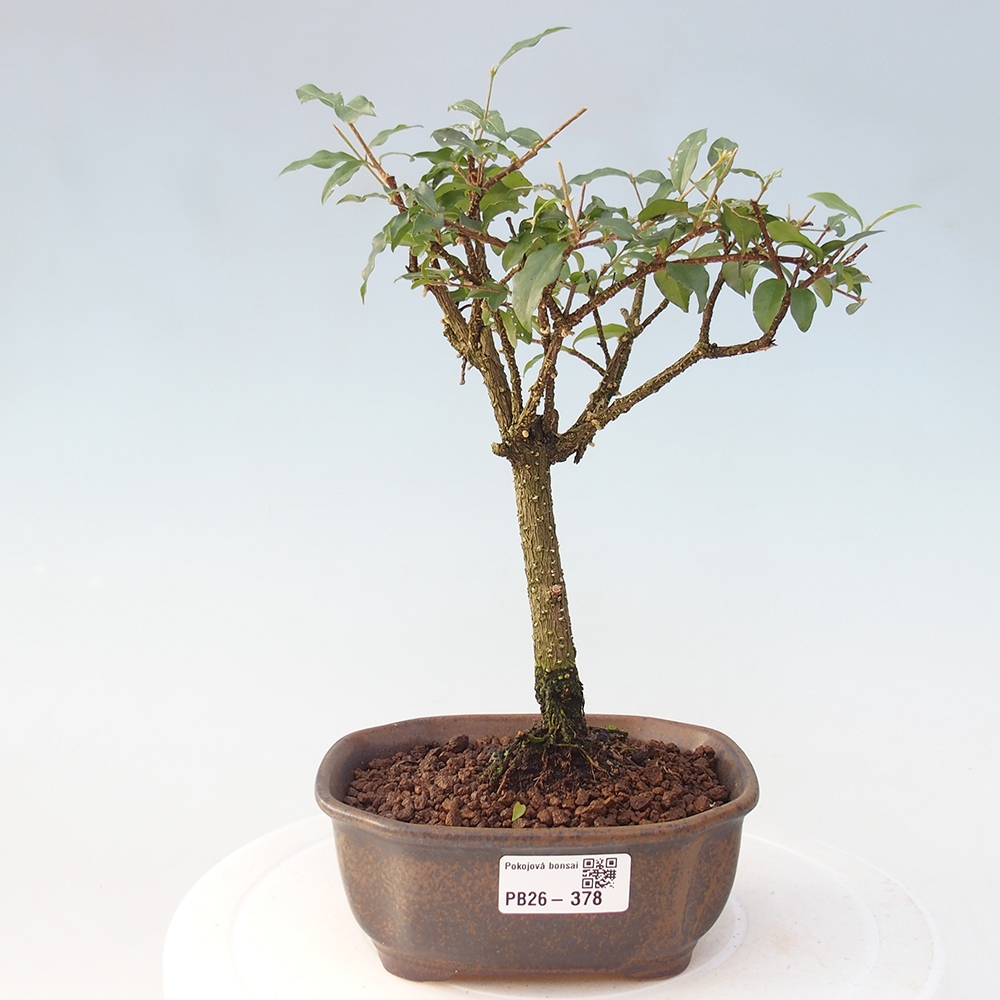 Room bonsai - Malpighia coccigera- Barbdor Cherry