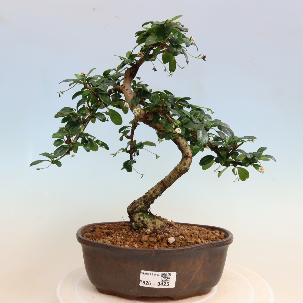 Room bonsai - Carmona macrophylla - Tea fuki