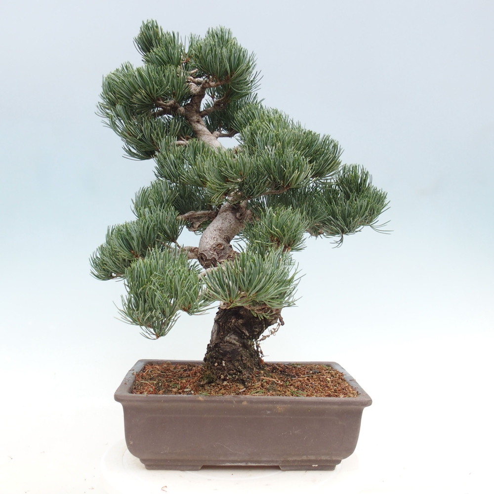 Outdoor bonsai - Pinus parviflora - Small pine tree