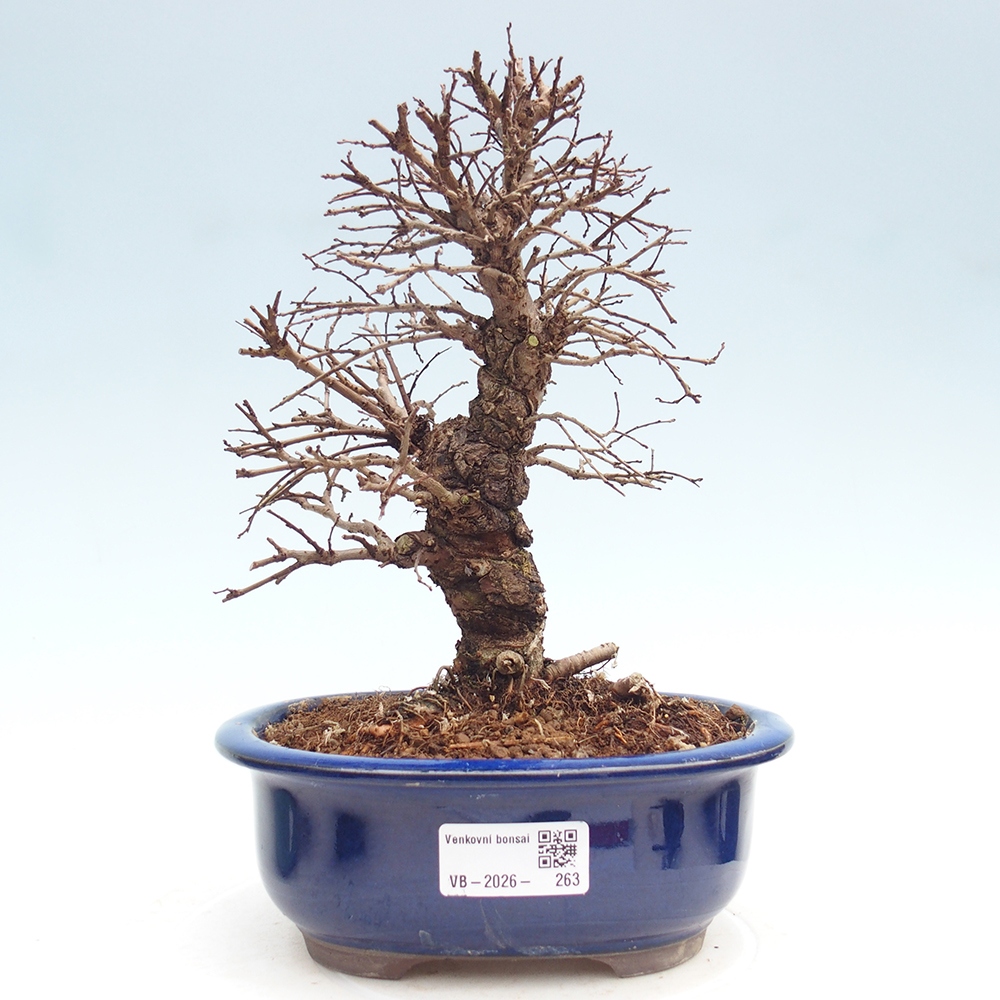 Outdoor bonsai - Zelkova - Zelkova NIRE