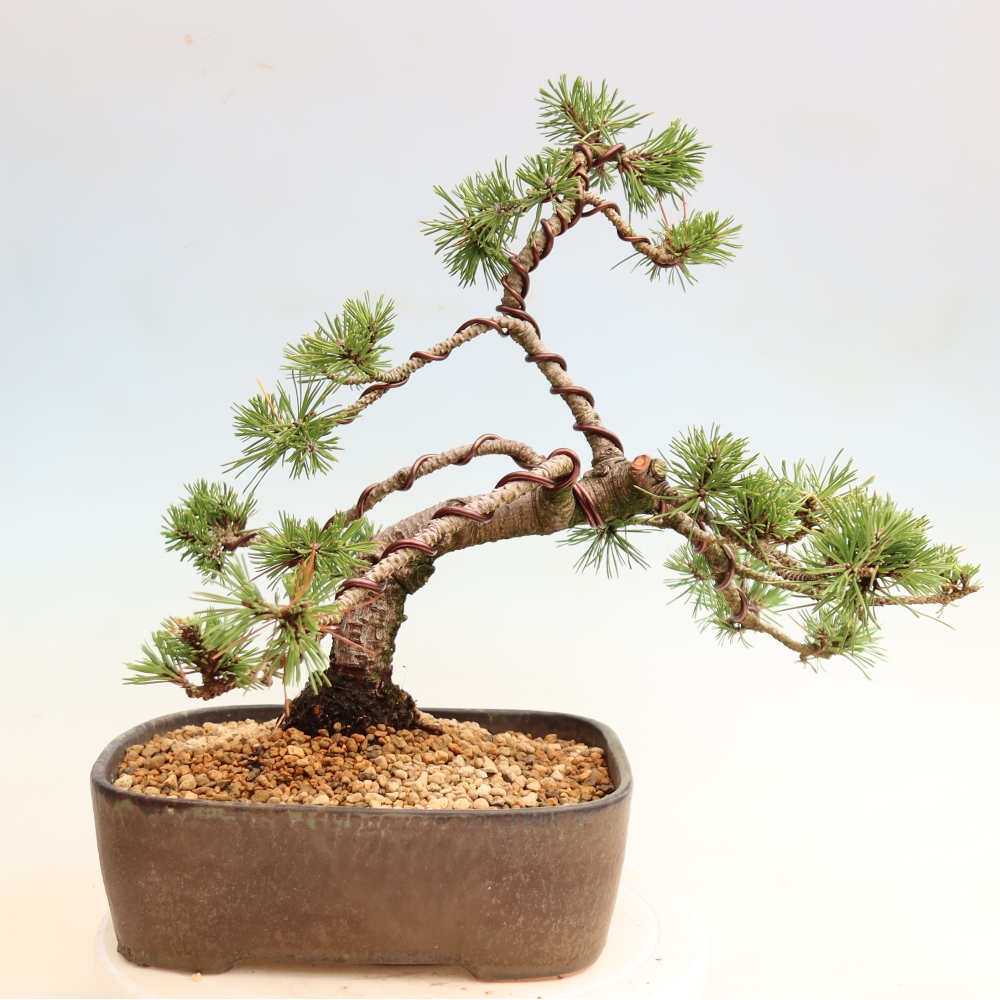 Outdoor Bonsai - Pinus mugo Humpy  - Mountain Pine