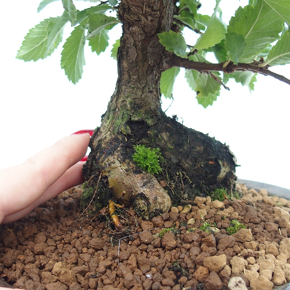 Outdoor bonsai - Zelkova - Zelkova NIRE
