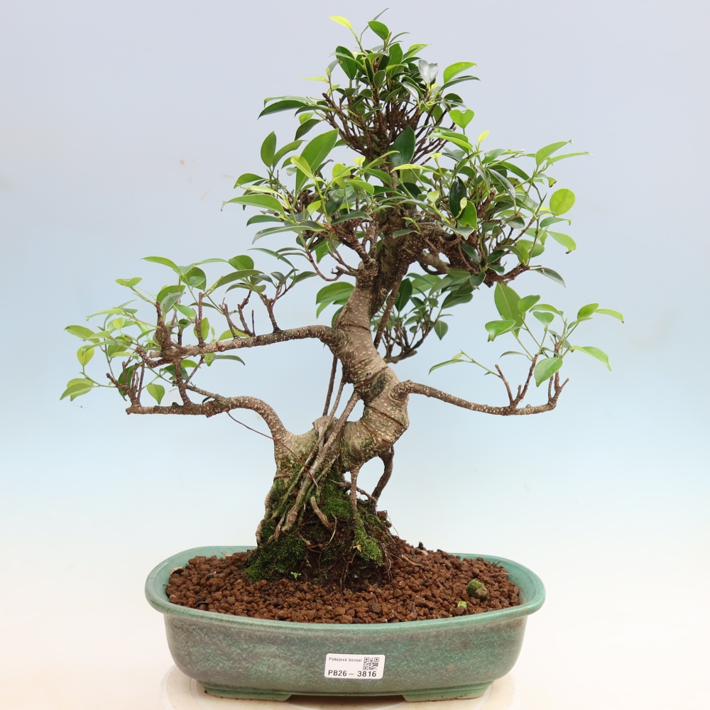 Room bonsai - Ficus kimmen - small-leaved ficus