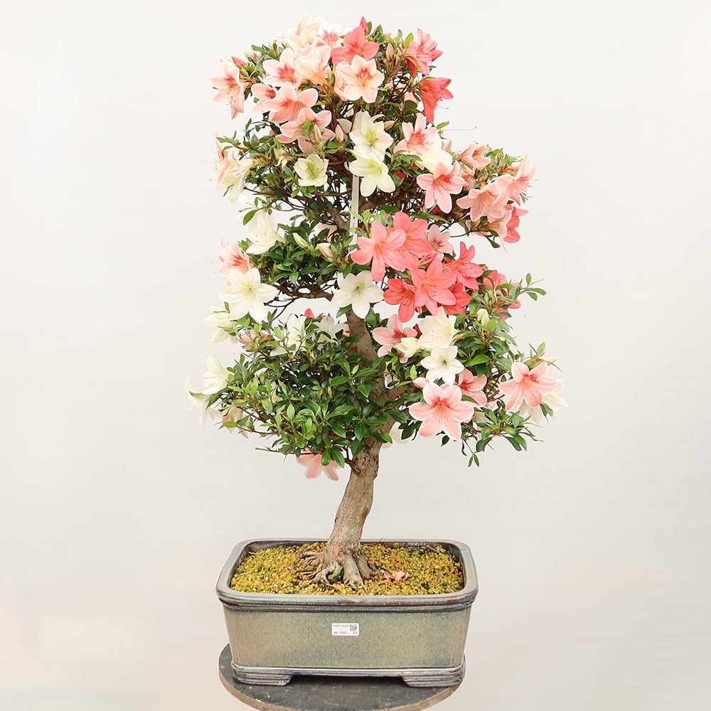 Outdoor bonsai - Japanese Azalea - Azalea Saishun
