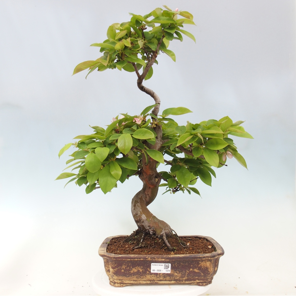Outdoor bonsai - Pseudocydonia sinensis - Chinese quince
