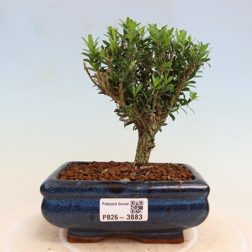 Room bonsai - Buxus harlandii - cork buxus