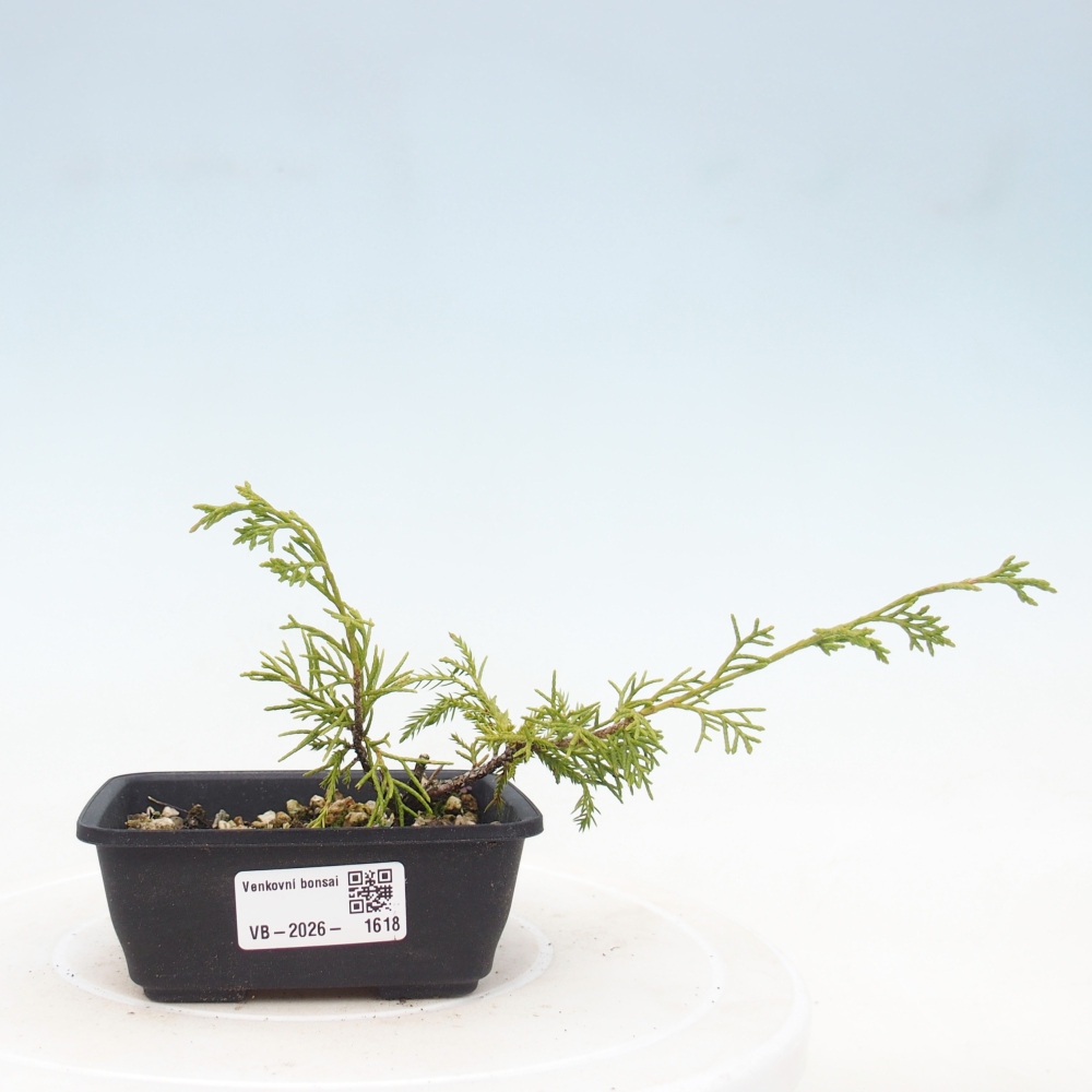 Outdoor bonsai - Juniperus chinensis Itoigawa