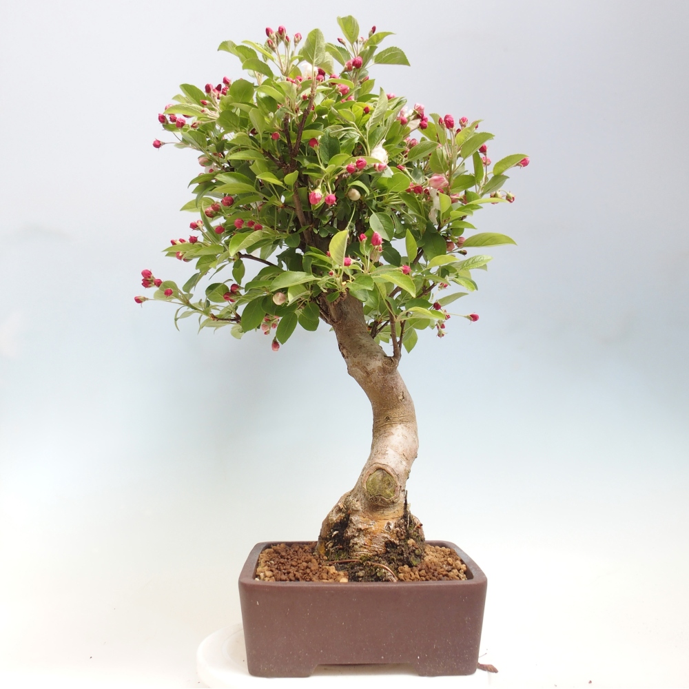 Outdoor bonsai -Malus halliana - Small-fruited apple tree