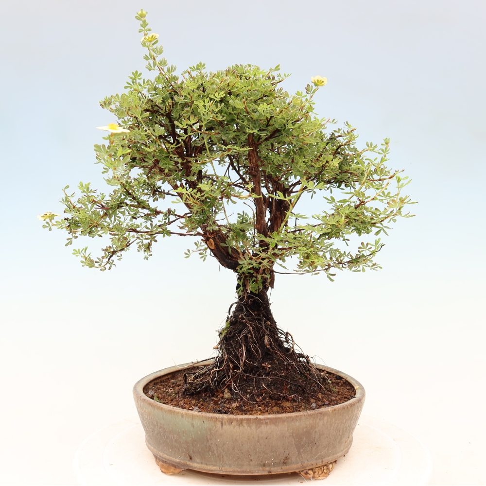 Outdoor bonsai - Potentila fruticosa