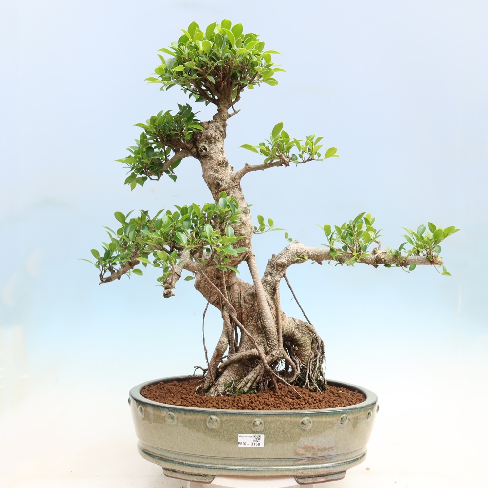 Room bonsai - Ficus kimmen - small-leaved ficus