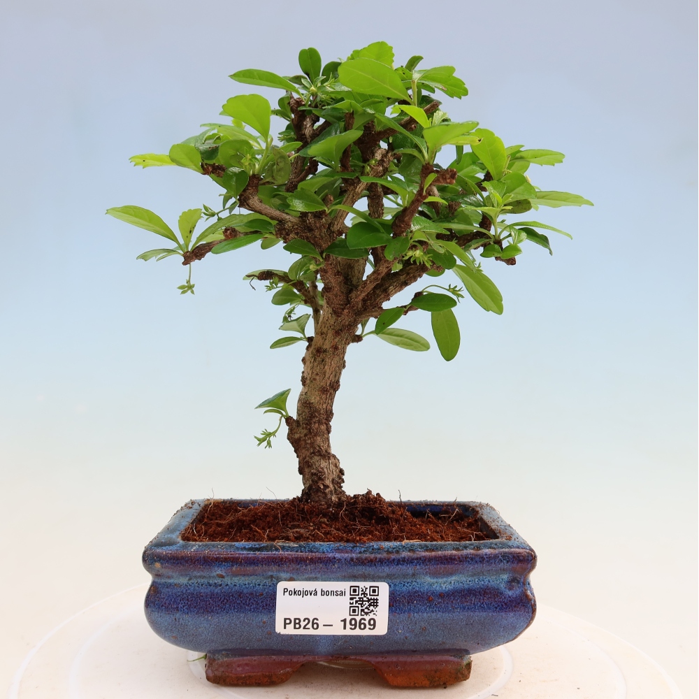 Room bonsai - Carmona macrophylla - Tea fuki