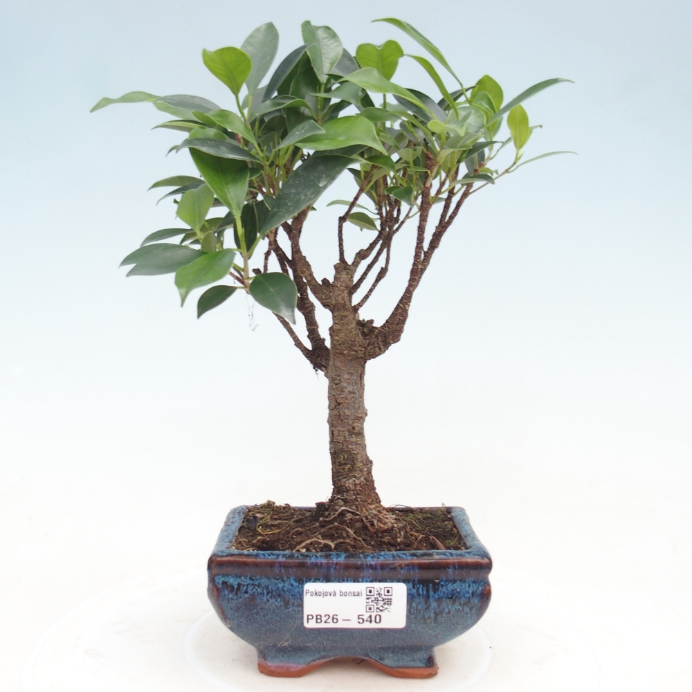 Room bonsai Ficus retusa kimmen