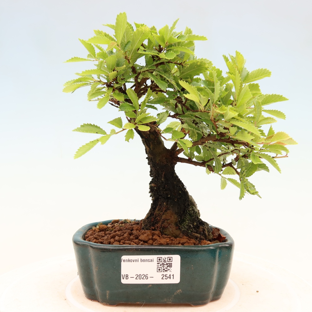 Outdoor bonsai - Zelkova - Zelkova NIRE