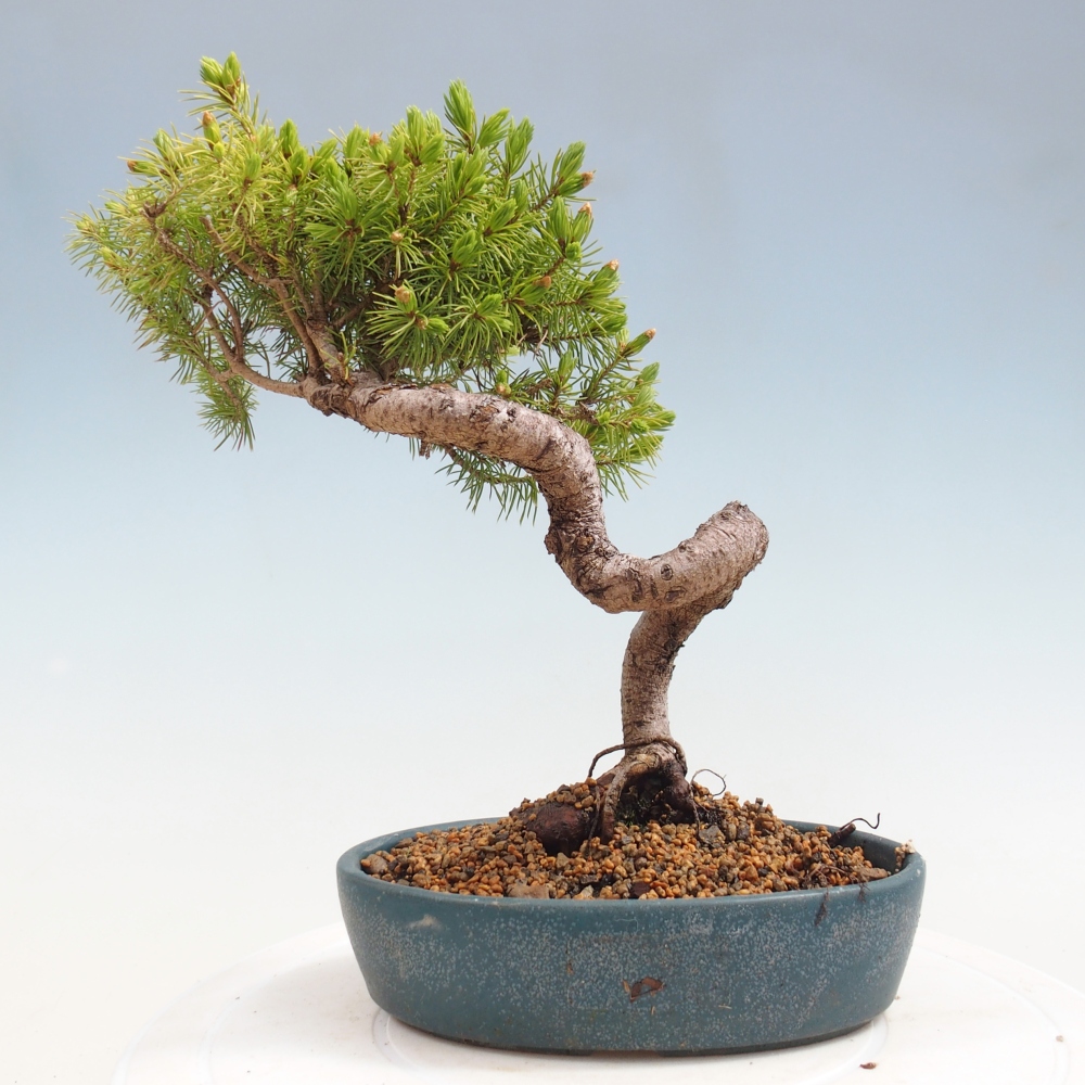 Outdoor bonsai - Spruce - Picea glauca globe