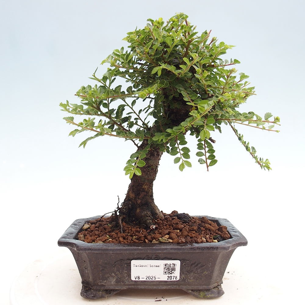 Outdoor bonsai - Ulmus parvifolia Hokkaido - Chinese elm