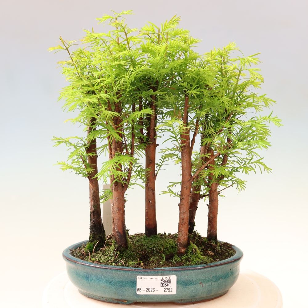 Outdoor Bonsai - Metasequoia glyptostroboides - Chinese Metasequoia - Grove
