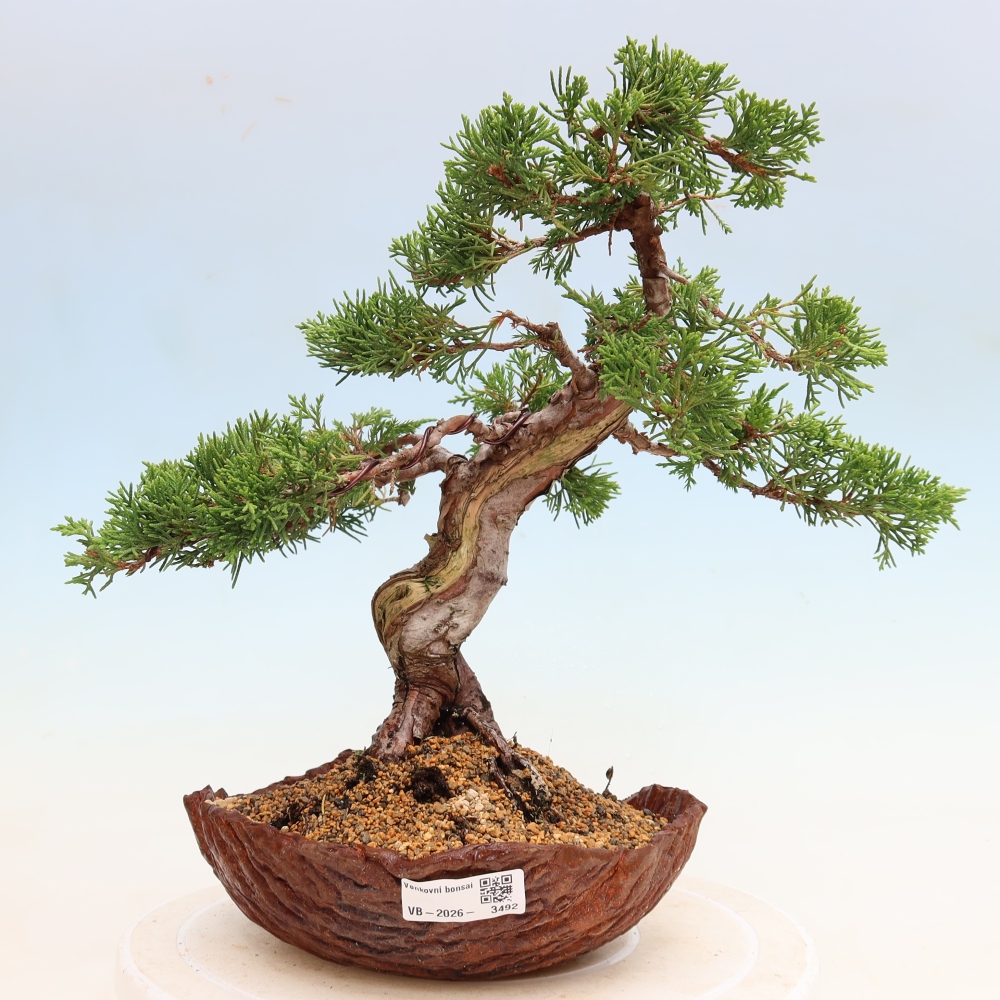 Outdoor Bonsai - Juniperus chinensis Itoigawa - Chinese Juniper