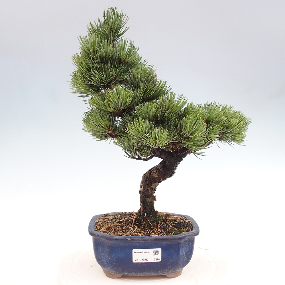 Outdoor bonsai - Pinus parviflora - Small pine tree