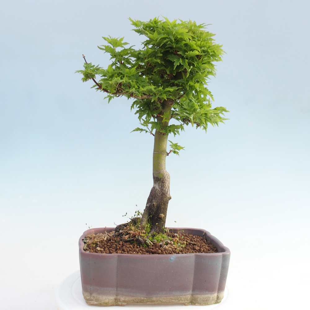 Outdoor bonsai -Javor palm Acer palmatum Shishigashira