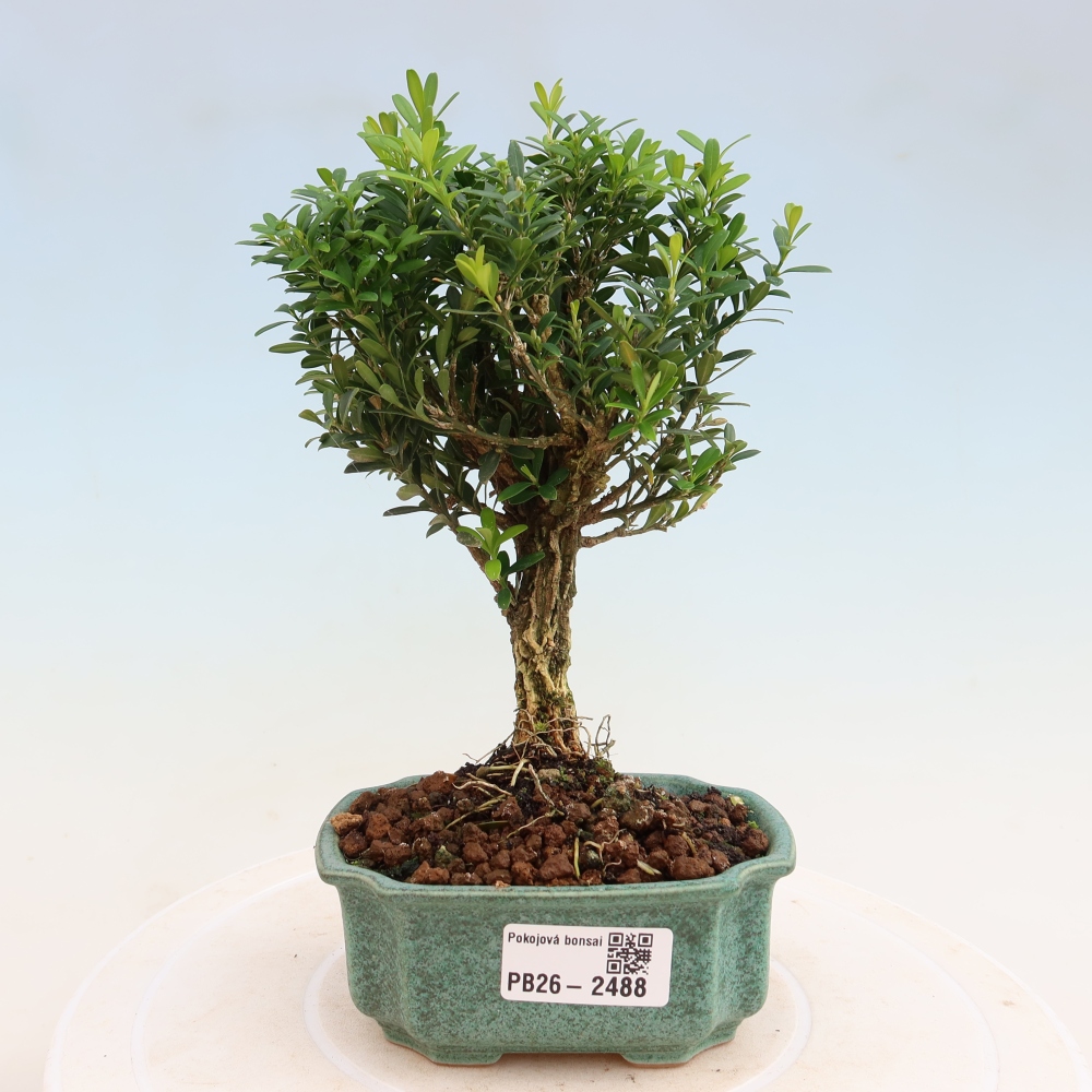 Room bonsai - Buxus harlandii - cork buxus