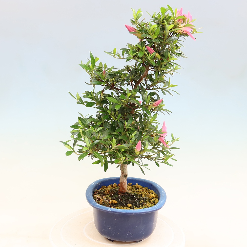 Outdoor bonsai - Japanese Azalea - Azalea Nasuno