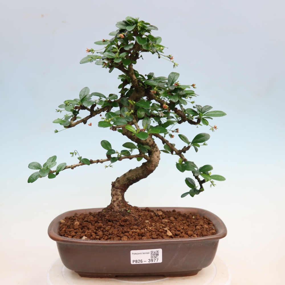 Room bonsai - Carmona macrophylla - Tea fuki