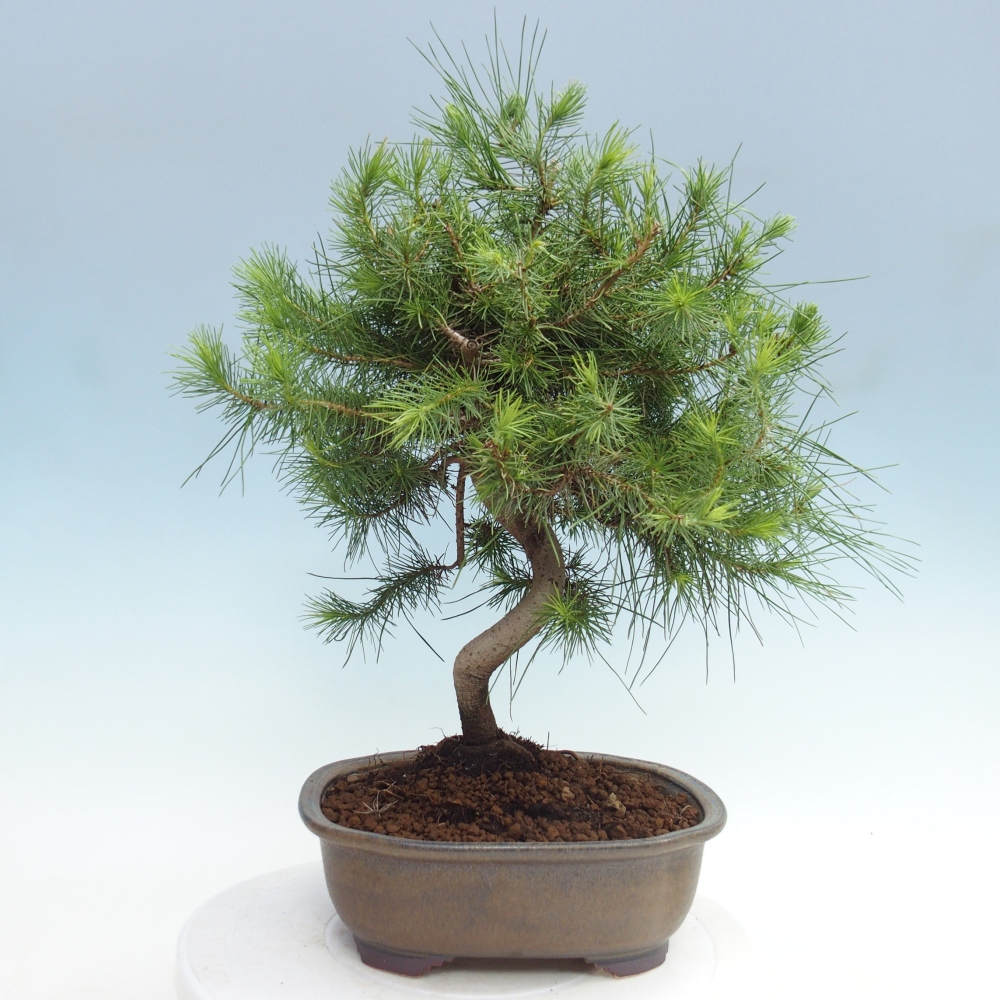 Room bonsai-Pinus halepensis-Pine of Aleppo