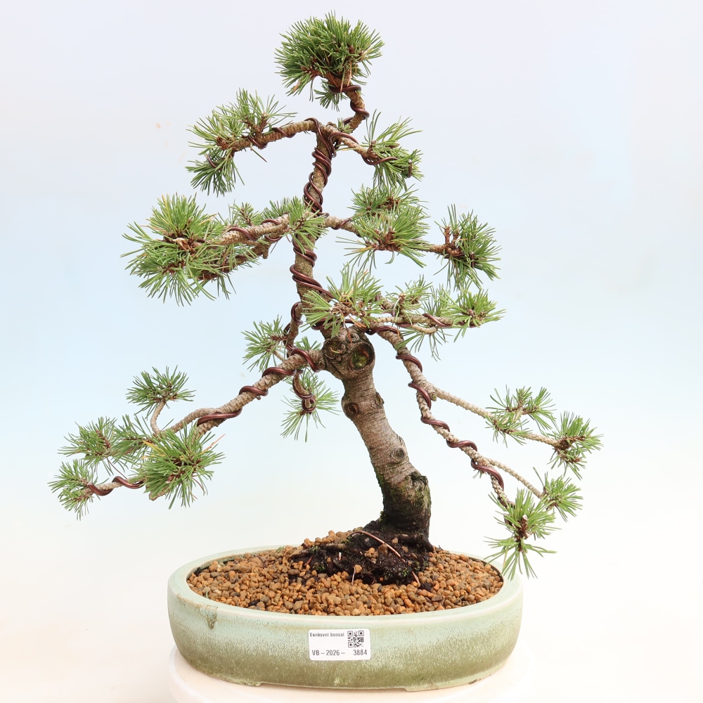 Outdoor Bonsai - Pinus mugo Humpy  - Mountain Pine