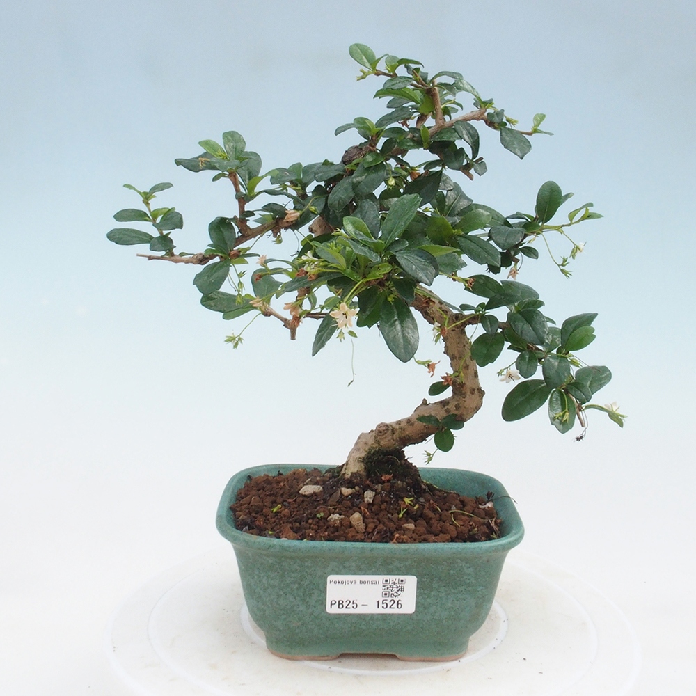 Indoor bonsai - Carmona macrophylla - Fuki tea