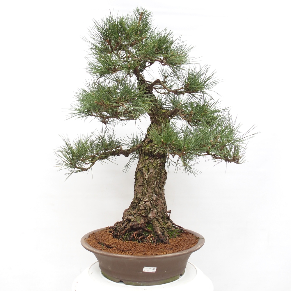 Outdoor bonsai - Pinus thunbergii - Thunberg pine