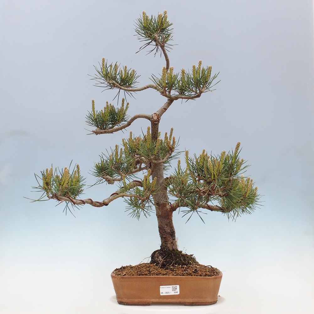 Outdoor bonsai - Pinus Sylvestris - Scots pine