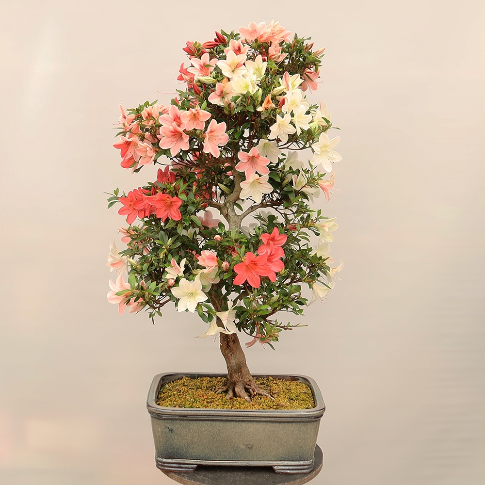 Outdoor bonsai - Japanese Azalea - Azalea Saishun