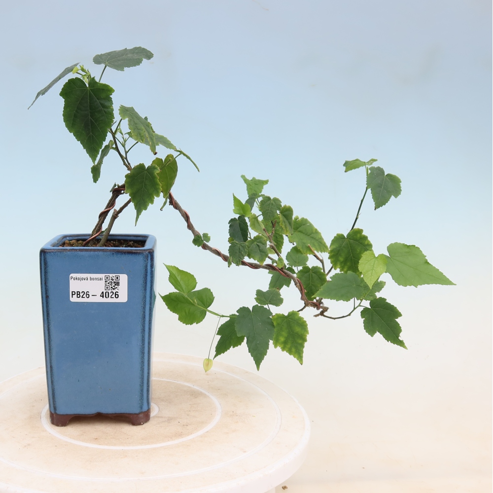 Indoor bonsai - Abutilon Big Bell - Cloudberry