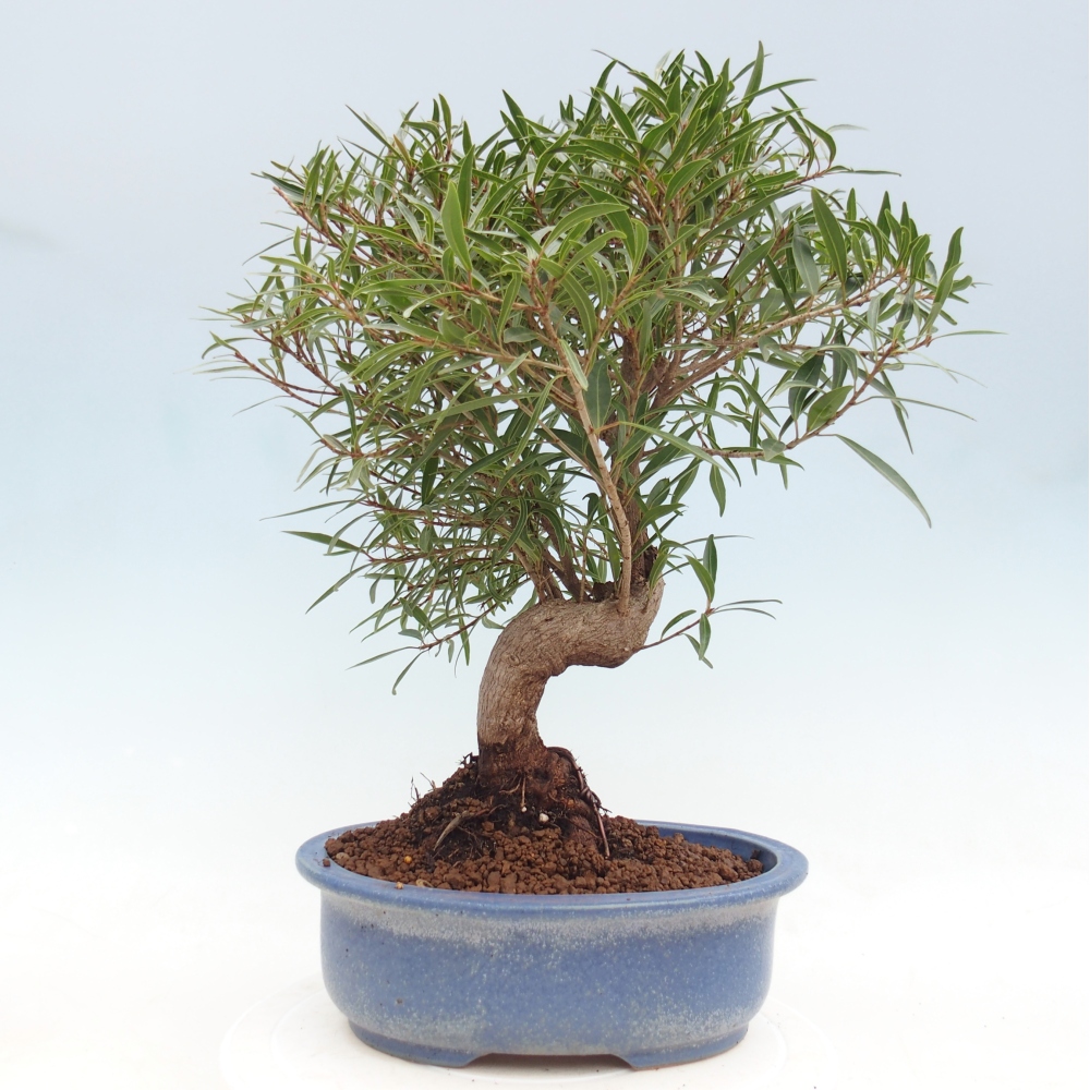 Room bonsai - Ficus nerifolia - small-leaved ficus